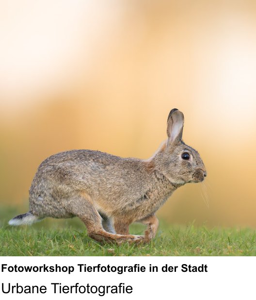 Fotoworkshop Tierfotografie in der Stadt verständlich erklärt im Fotokurs Lübeck