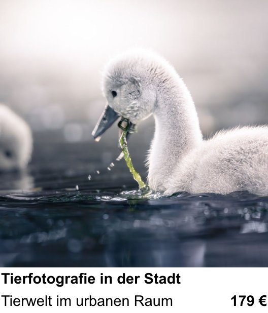 Tierfotografie in der Stadt verständlich erklärt im Fotokurs Lübeck