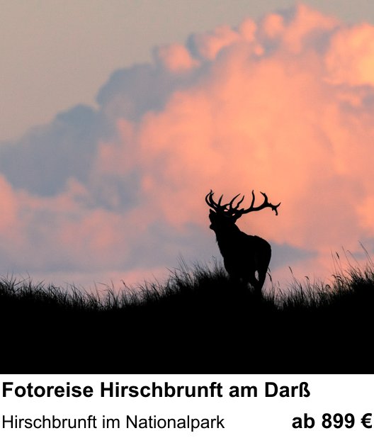 Kontrastreicher Fotoworkshop: Fotoreise Hirschbrunft am Darß – Hirschbrunft im Nationalpark