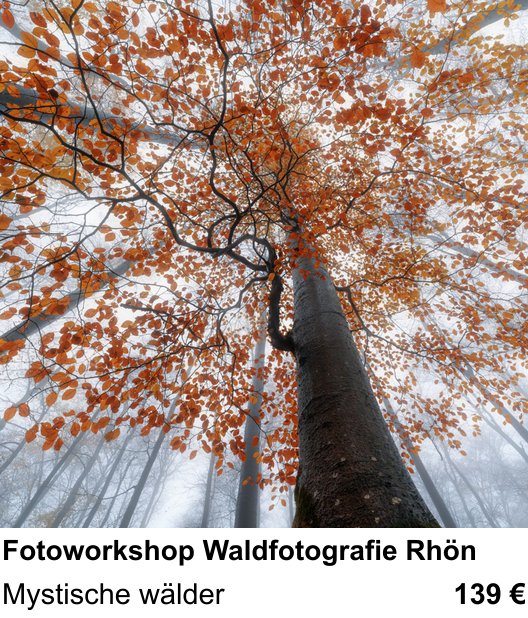 Kontrastreicher Fotoworkshop: Fotoworkshop Waldfotografie Rhön – Mystische wälder