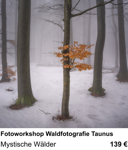 Kontrastreicher Fotoworkshop: Fotoworkshop Waldfotografie Taunus – Mystische Wälder