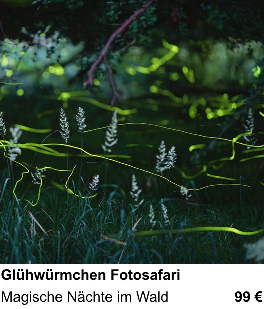 Kontrastreicher Fotoworkshop: Glühwürmchen Fotosafari – Magische Nächte im Wald