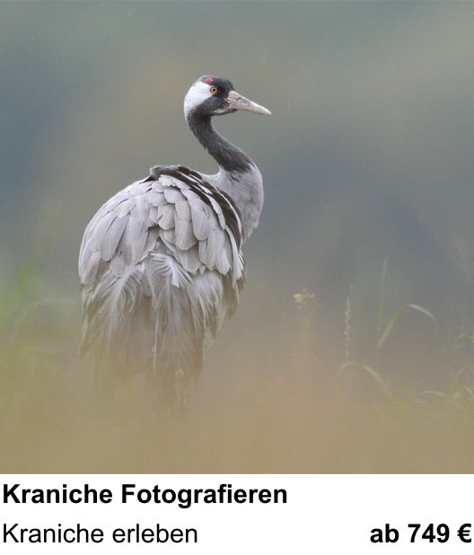 Kontrastreicher Fotoworkshop: Kraniche Fotografieren – Kraniche erleben