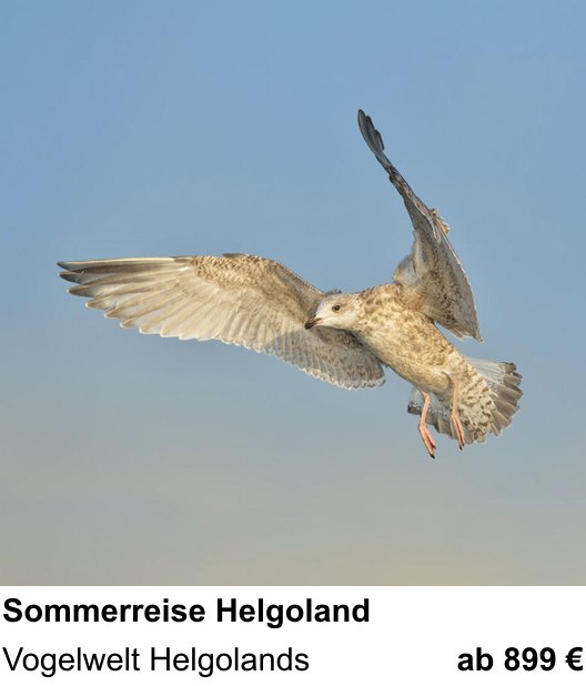 Kontrastreicher Fotoworkshop: Helgoländer Vogelwelt im Sommer – Vogelwelt Helgolands