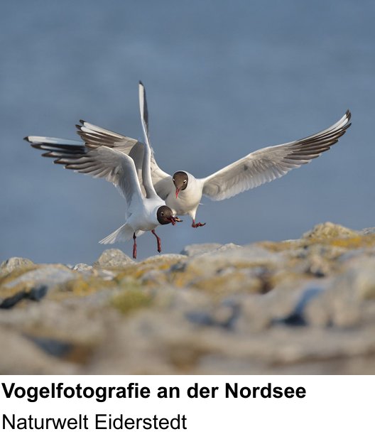 Kontrastreicher Fotoworkshop: Naturfotografie an der Nordseeküste – Naturwelt Eiderstedt