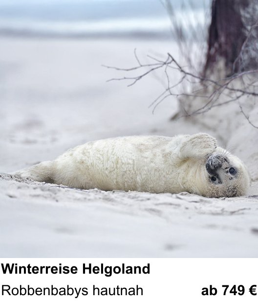 Kontrastreicher Fotoworkshop: Winterliche Tierfotografie auf Helgoland – Robbenbabys hautnah