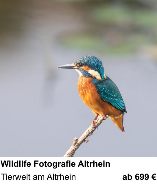 Kontrastreicher Fotoworkshop: Wildlife Fotografie Altrhein – Tierwelt am Altrhein